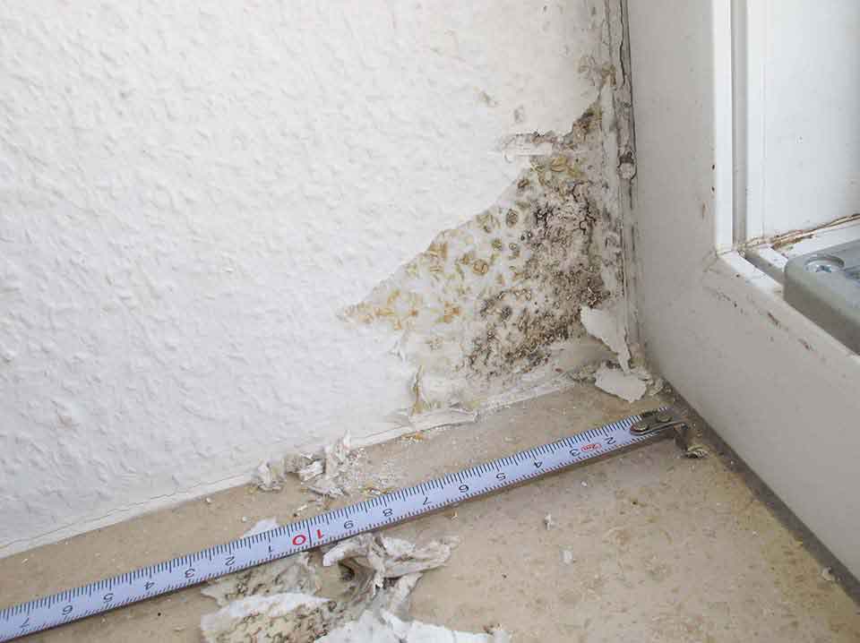 Schimmelbeseitigung Geltendorf